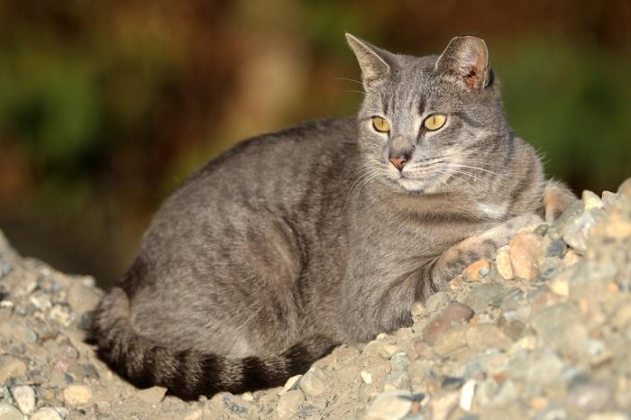 The image may depict feral and stray cats, highlighting the distinction between these terms and raising awareness about the challenges they face in urban environments.