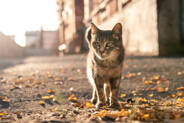 facts about feral cats