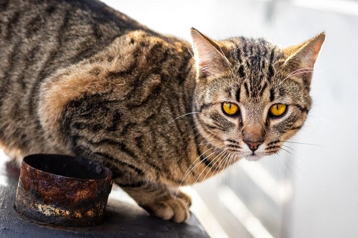 facts about feral cats