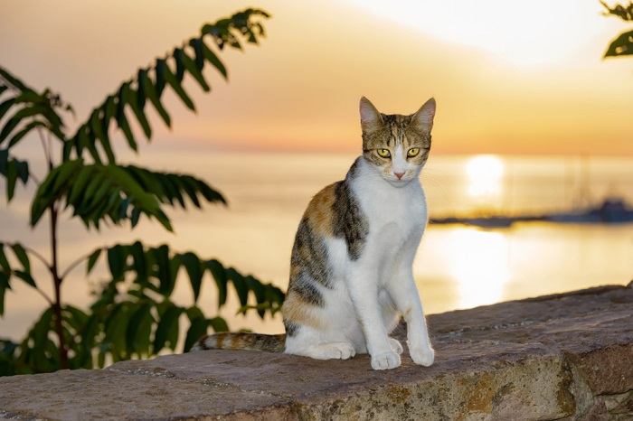 facts about feral cats