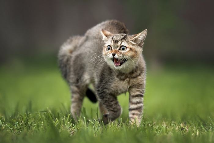 A cat growling, displaying signs of aggression or agitation.