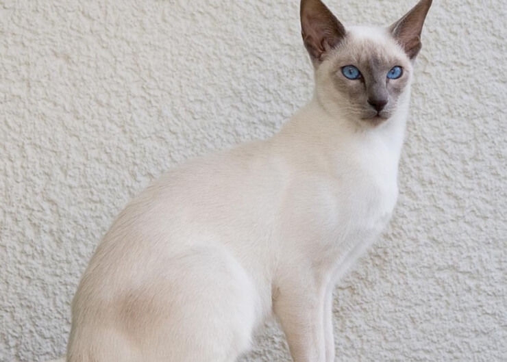 An image portraying the elegance of a Javanese cat, highlighting its refined appearance and charming demeanor.