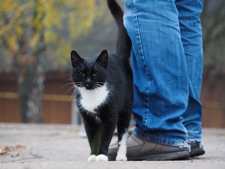 The image captures a cat rubbing its body against a person's leg or an object.