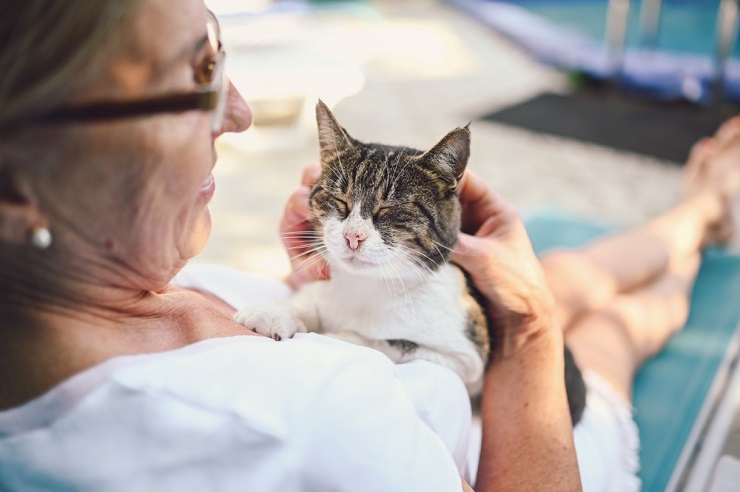 An intriguing image showing a cat engaging in self-reassurance behavior, possibly through grooming, body language, or other actions that convey a sense of comfort and security, highlighting the cat's ability to manage its own emotions.