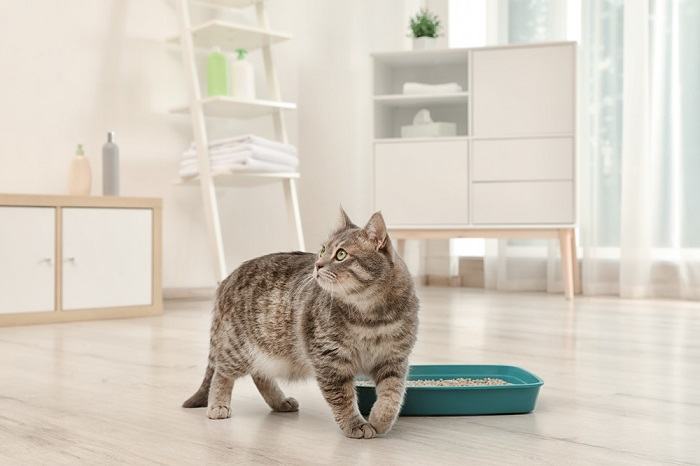 Cat scratching the sides of the litter box after pooping.