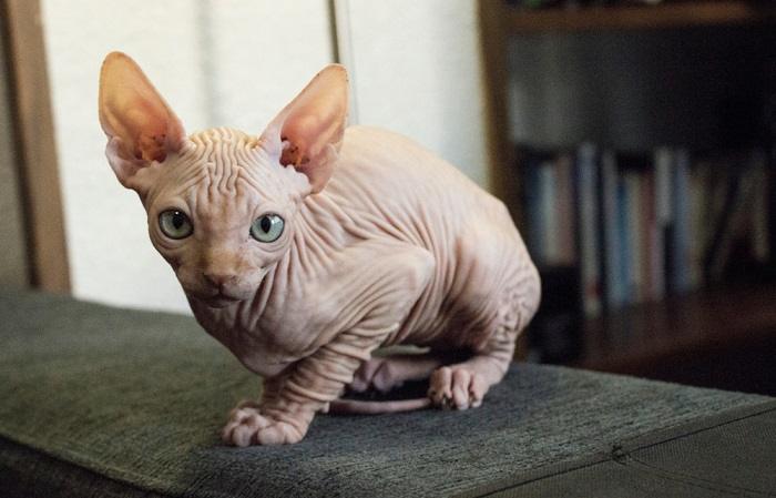 Sphynx cat looking