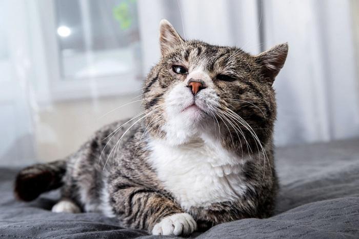 illustrating the symptoms of sudden lethargy in cats, with a listless feline resting in an unusual posture, indicative of potential health concerns.