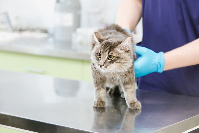 An image encouraging the importance of taking cats for regular vet check-ups.