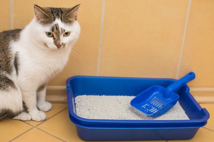 cat litter box