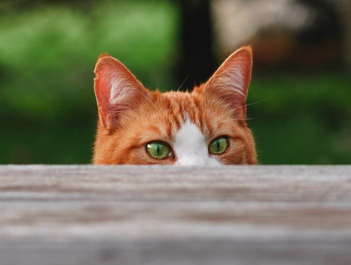 Shy cats cautiously retreating and finding hiding spots among boxes and furniture.