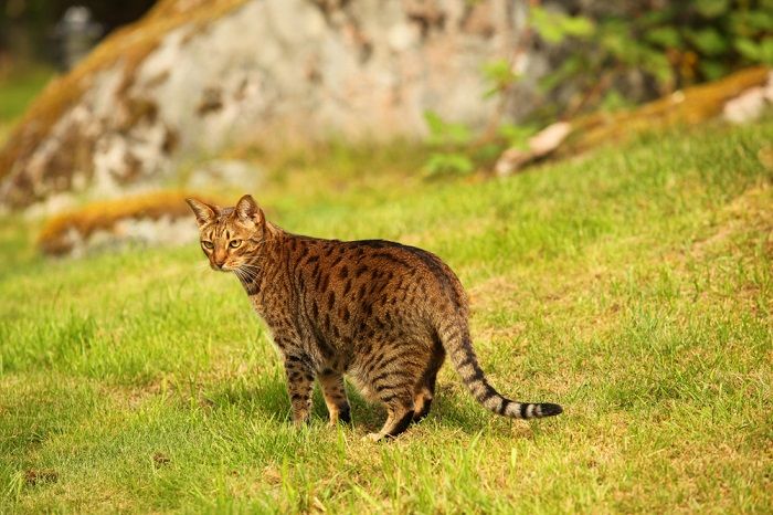 cat swishing his tails, possibly expressing various emotions or reactions.