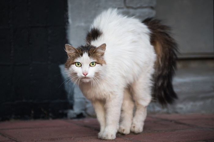 facts about feral cats