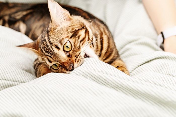 Adorable cat kneading and gently biting a blanket, displaying instinctual behavior and comfort-seeking actions.