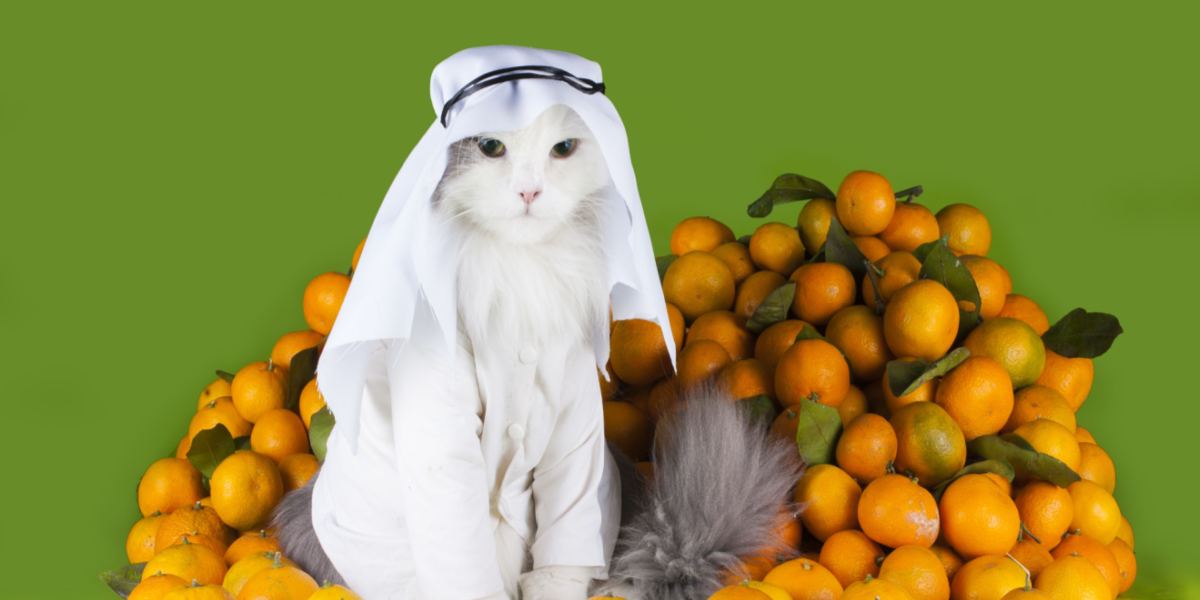 Arabic cats in a compressed image, representing the diverse feline breeds in the Arabic region