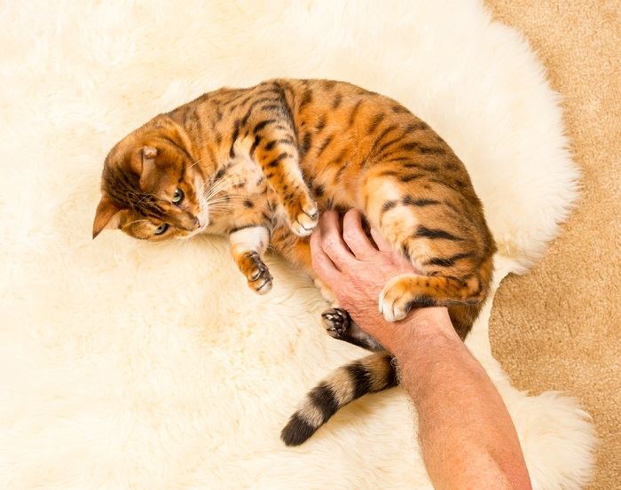 A contented cat lying on its back, inviting a belly rub, and displaying trust and comfort in its environment.