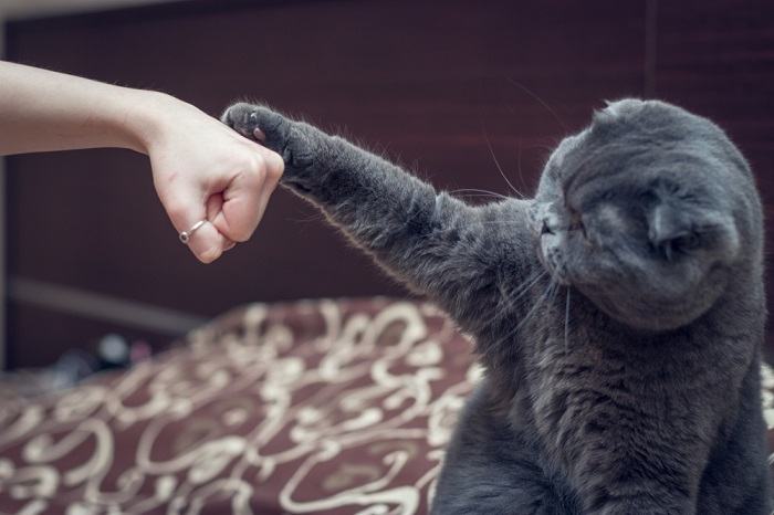 The image likely captures a cat displaying signs of boredom and playfulness.