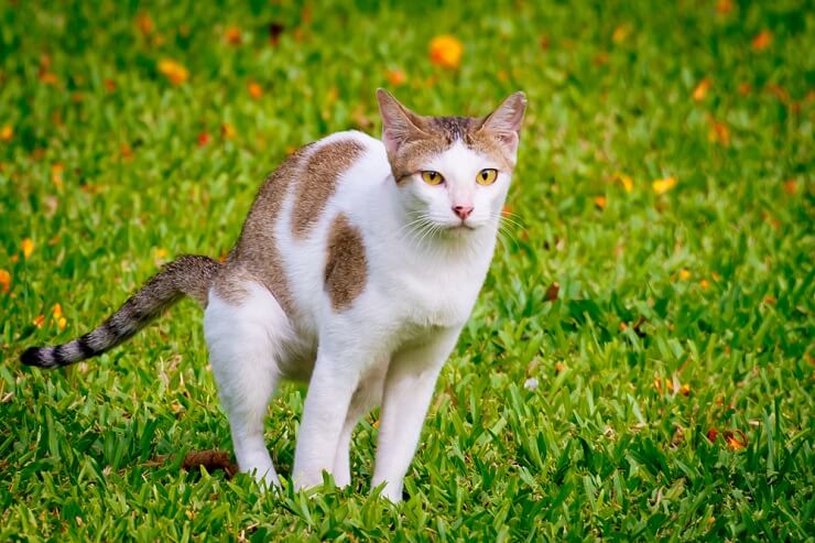 An image depicting a cat defecating in a garden setting. The scene captures a cat engaging in a natural behavior, while also addressing concerns related to cats using gardens as a location for elimination.