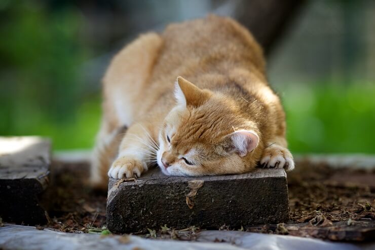 An image of a cat rubbing its head against a person's hand.