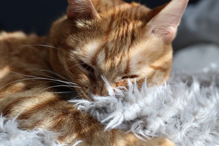 Feline coziness exemplified: a content cat resting on a soft blanket, enjoying a moment of relaxation.