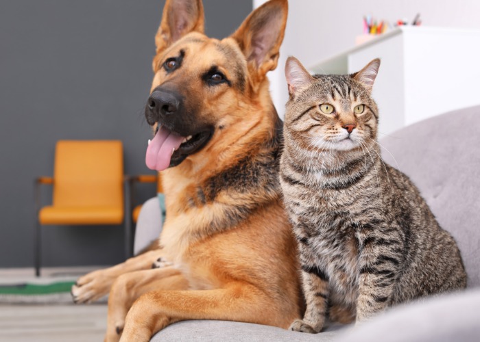 Cat and dog sharing a couch.