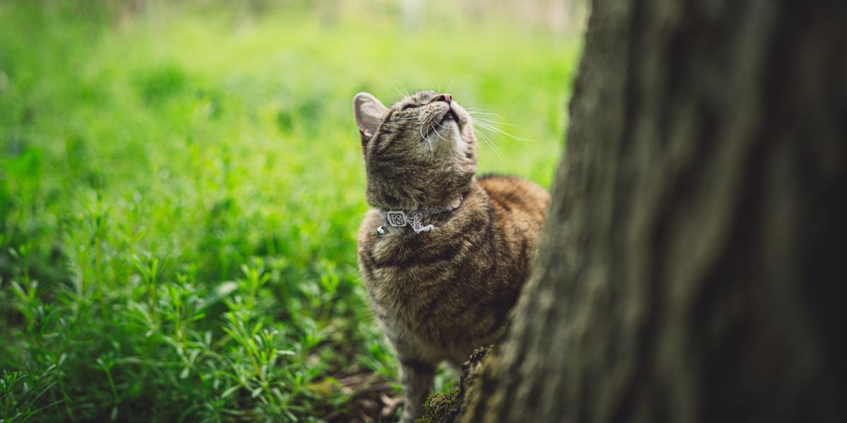 Cat chirping.