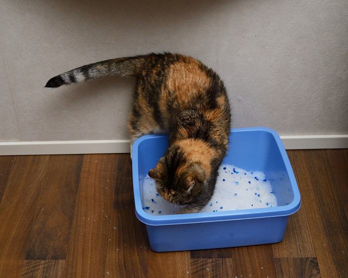 A cat digging in a litter box, demonstrating typical feline behavior when using a litter box.