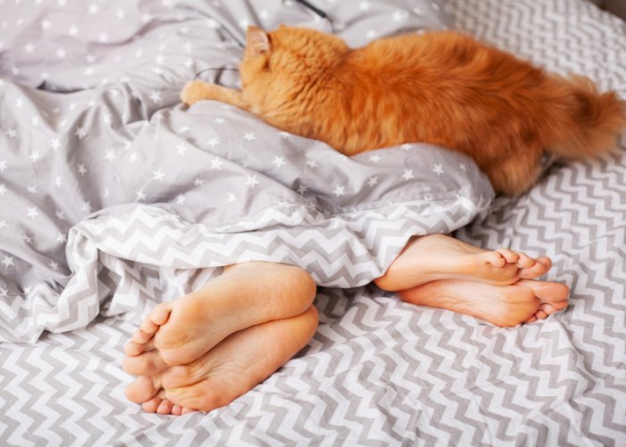 Relaxed cat resting at the foot of a bed, embodying a serene presence and adding a touch of companionship to the sleeping space.