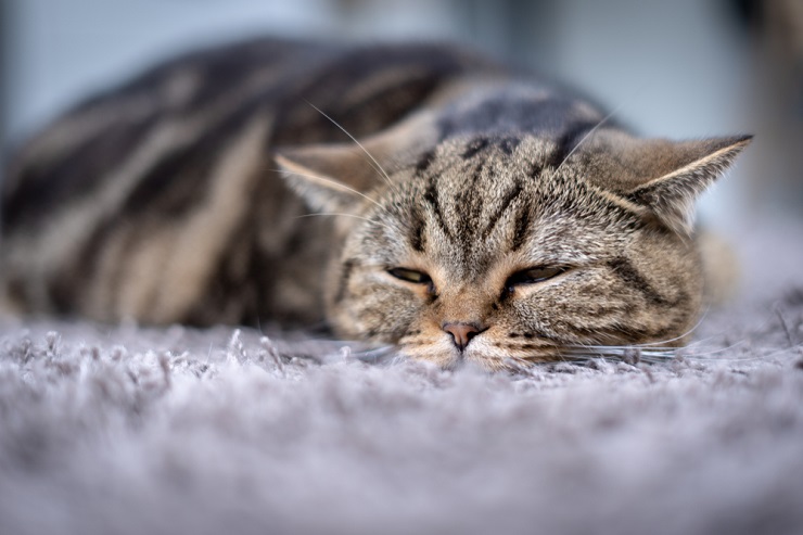 An image depicting a cat displaying signs of pain, potentially through altered posture, facial expressions, or visible discomfort, emphasizing the significance of addressing and alleviating the cat's discomfort through appropriate veterinary care.