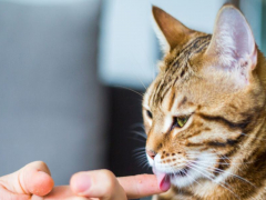 Cat playfully licking a human finger in a compressed image, illustrating a cute and affectionate feline behavior.