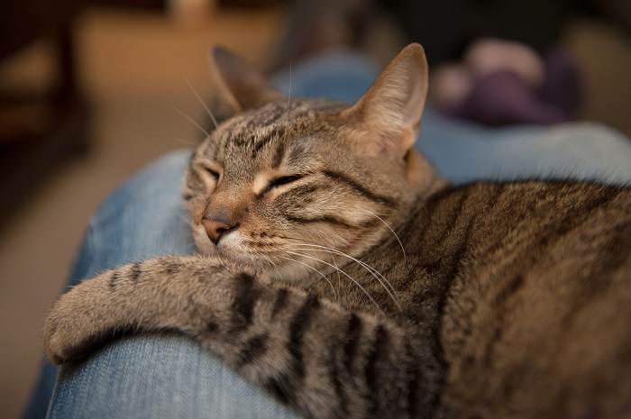 Content cat curled up and sleeping comfortably within the space between someone's legs, symbolizing a close and affectionate bond.