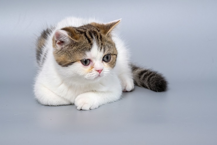 Female Italian cat in a compressed image, offering a glimpse of Italian feline charm.