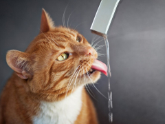 Cat captivated by the running water from a faucet, showcasing its fascination with the flowing liquid and its playful interaction with the environment.