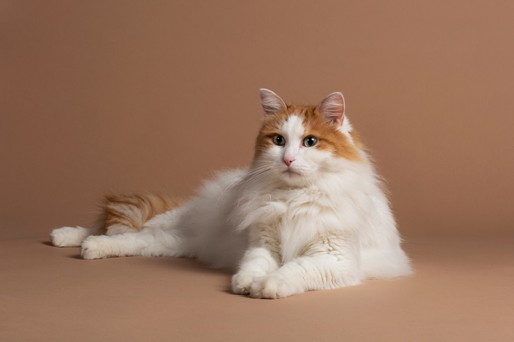 Turkish Van cat