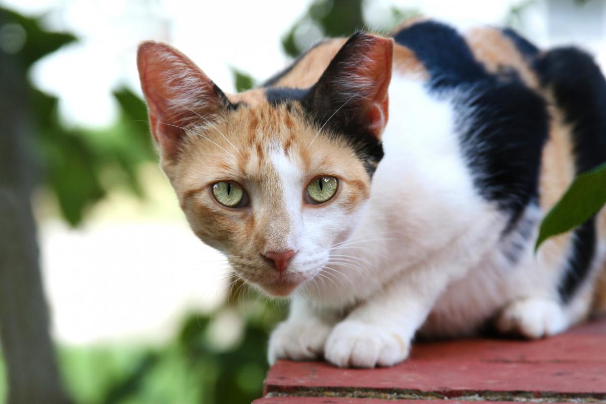  An image of a feral cat, highlighting the untamed and independent nature of these feline creatures.