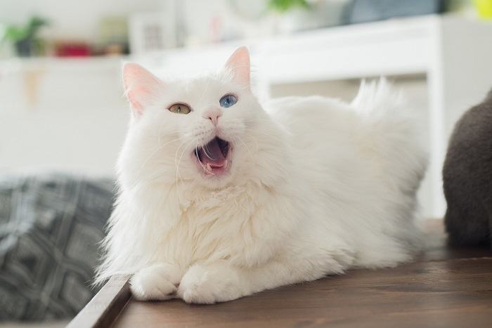 Fluffy cat meowing.