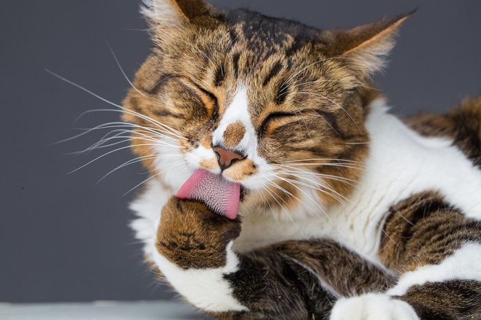 Cat grooming itself showcasing the meticulous self-care routine of felines.