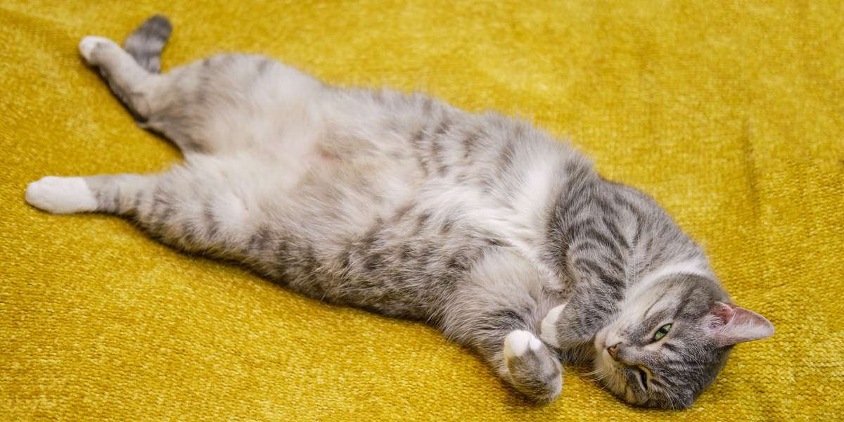 Image portraying a content cat lounging in a comfortable position, enjoying relaxation and tranquility.