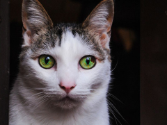 An image portraying a shy cat in a cautious posture, possibly with lowered head and ears, capturing the cat's reserved and tentative behavior, often seen in response to unfamiliar environments or situations.