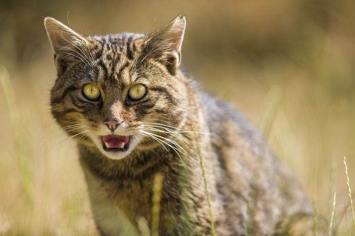 facts about feral cats