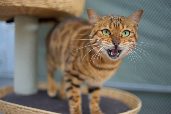 A solitary cat captured in the midst of a plaintive howl, projecting its voice with intensity, possibly conveying feelings of loneliness, curiosity, or a desire to connect.