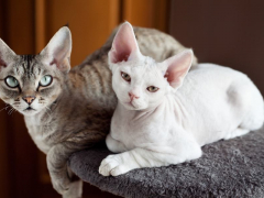 two devon rex cat in cat trees