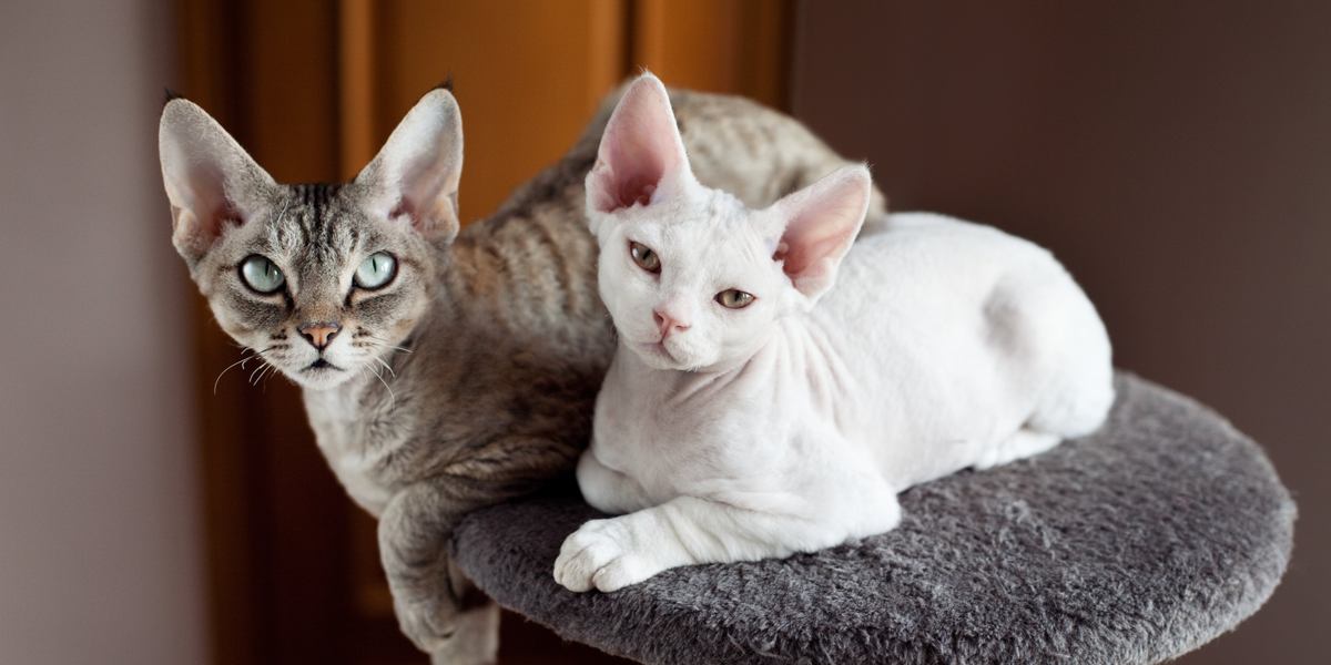 two devon rex cat in cat trees