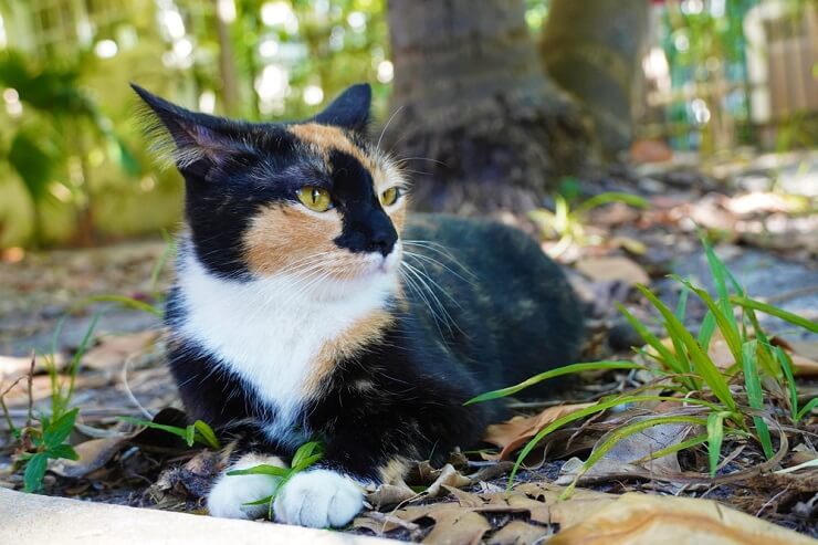 An alert and cautious cat, with wide eyes and raised fur, displaying signs of fear and uncertainty.