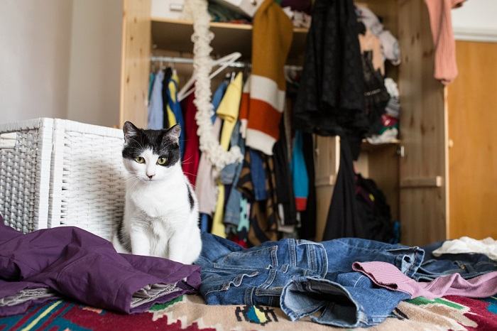 Cat seeking attention through the act of knocking things over, emphasizing the feline's desire for interaction and engagement.