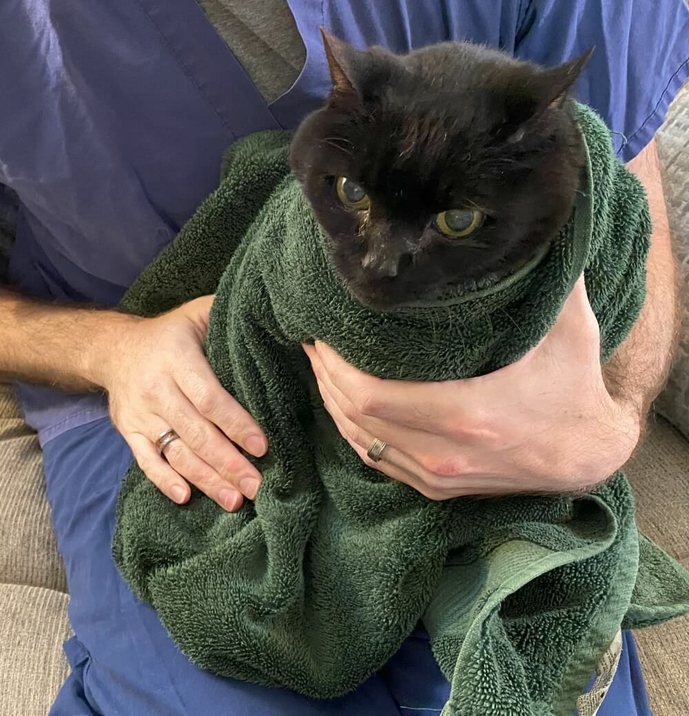 restraint your cat, using a towel 