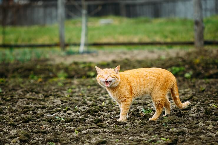 Cat playfully meowing at night, expressing its desire for engaging playtime and interaction.