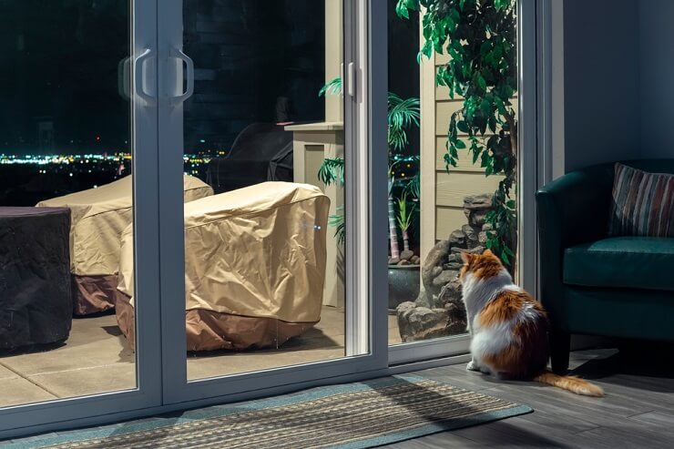 Cat meowing at night.