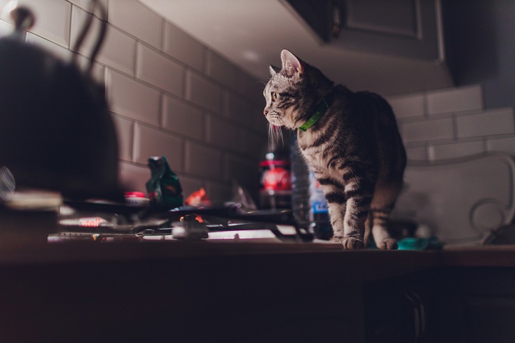 cat in the kitchen