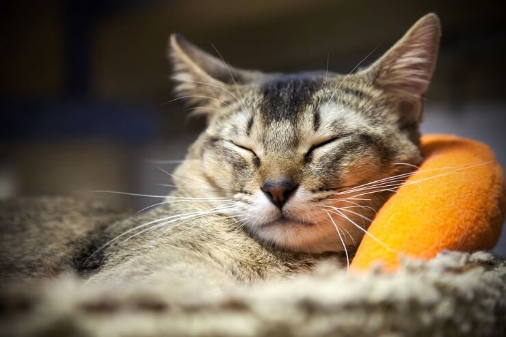 A picture of a cat with a content expression, radiating a sense of satisfaction, happiness, and relaxation.