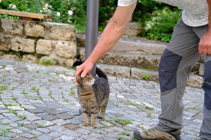 Do cats sense when people are sad? A cat observing a person's emotions.